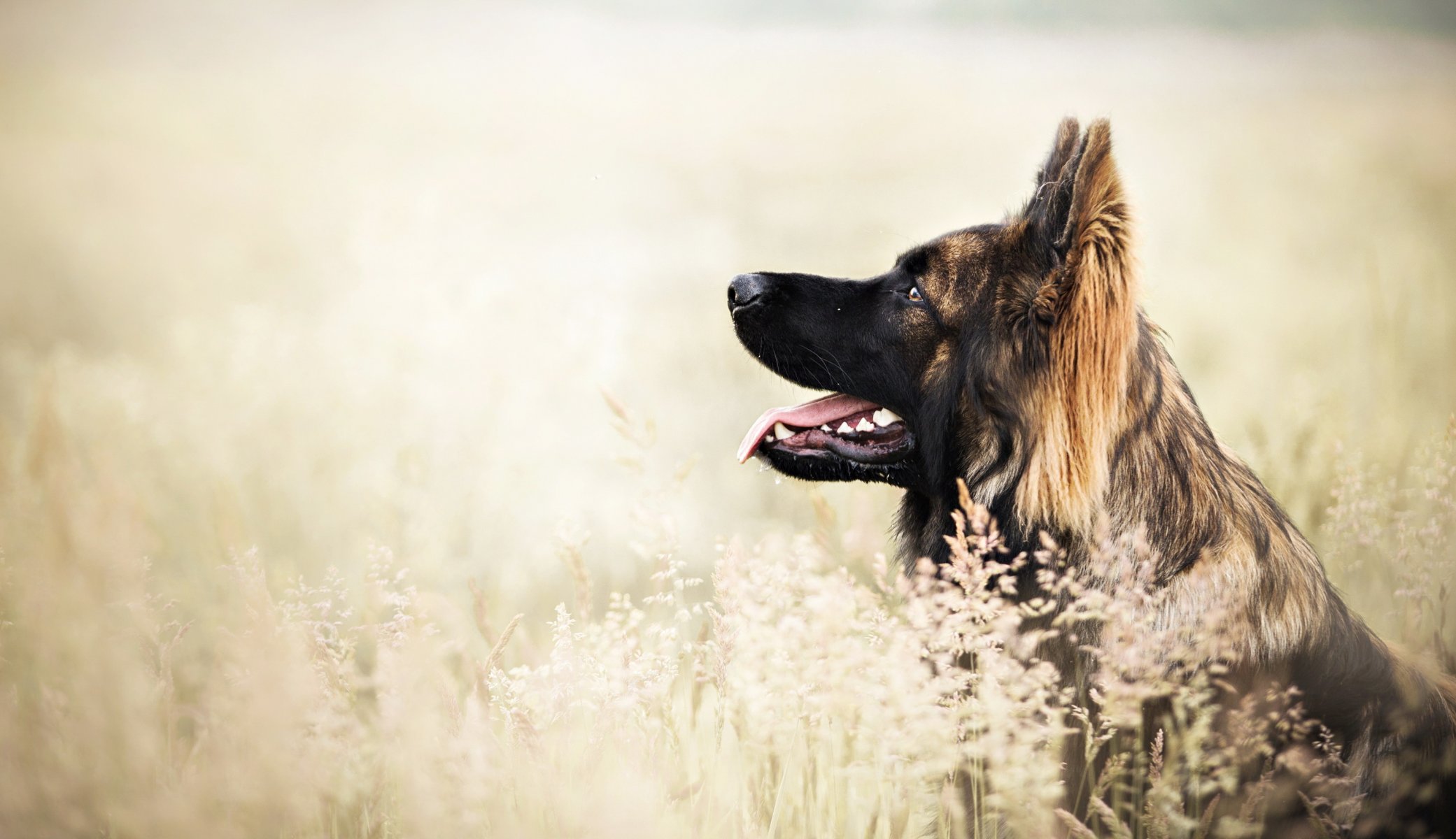 Взыскание ущерба при укусе собаки в Белоярском